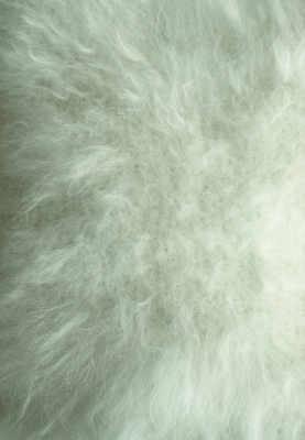 Angora 003