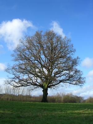Baum auf Emswiese