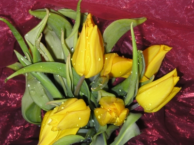 Tulpen gelb , tulipa  *1*