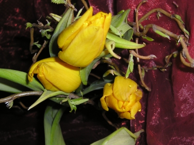 Tulpen gelb , tulipa *3*
