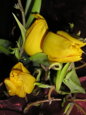 Tulpen gelb , tulipa *4*