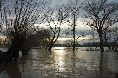 Rheinhochwasser