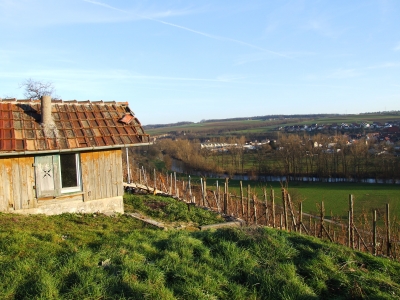 Weinberg im Februar