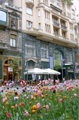 Tulpen aus Budapest