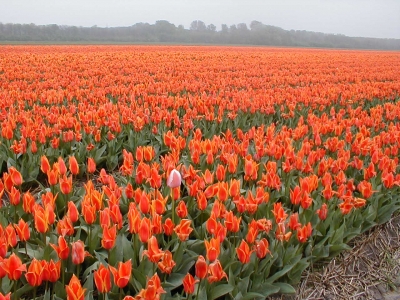 Tulpen