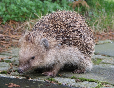 Igel im März