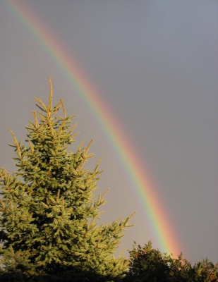 Regenbogen