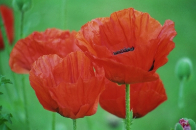 roter Mohn