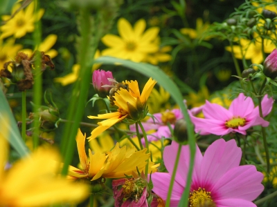 Biene im Blumenmeer