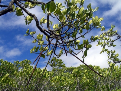 Mangroven 5