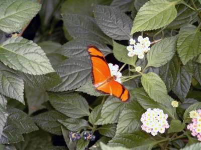 Orangefarbener Schmetterling