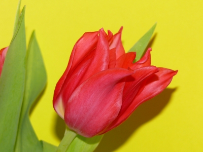 "Tulipa"