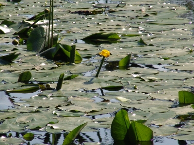 Wasserpflanzen