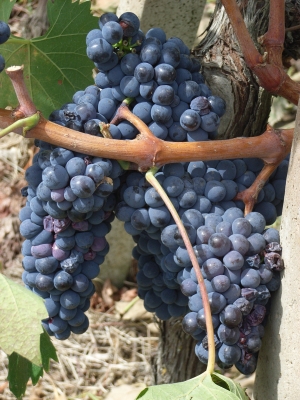 Weintrauben in der Toskana