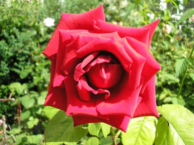 Blühende Rose