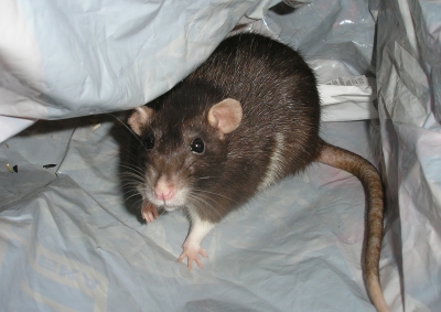 Neugierige Ratte