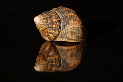 Wellhornschnecke