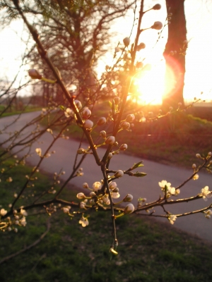 Baumblüte im Sonnenlicht