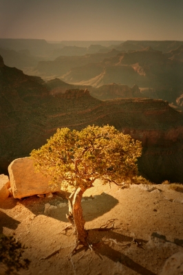 Baum der Entspannung