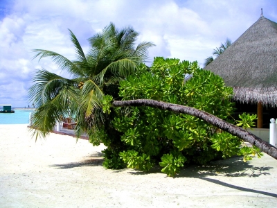 Lohifushi Island