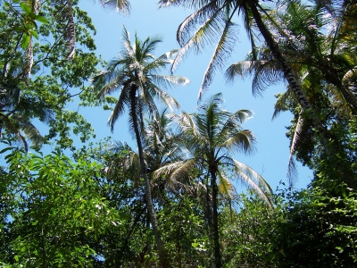 Palme gen Himmel