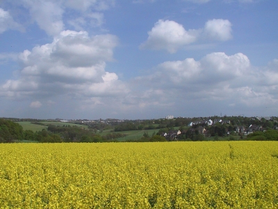 Rapsfeld im April