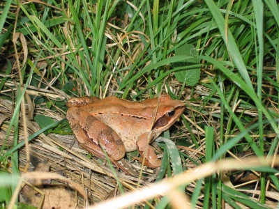 froschkönig