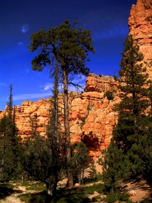 Baum im Red Rock Loose Canyon