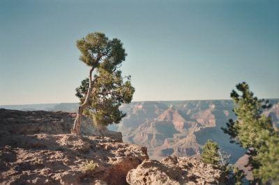 Baum am Grand Canyon