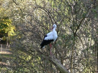 Weiss-Storch