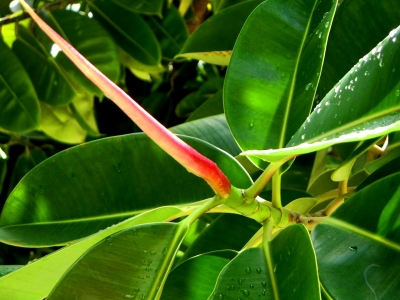 Maledivische Blume nach dem Regen