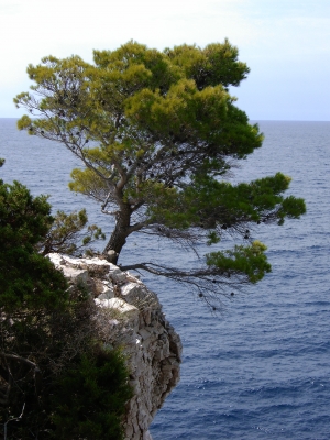 Baum auf Kornati