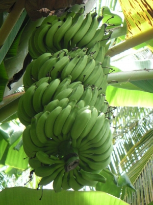 Wild Banana