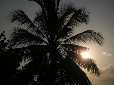 Palms in the sun