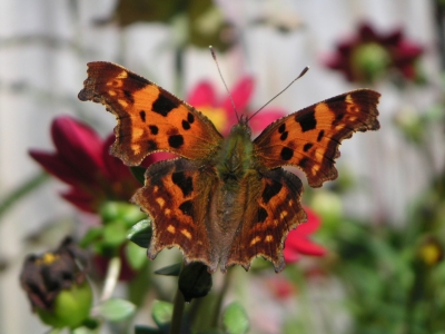 Ein Schmetterling bestäubt die Blumen in meinem Garten