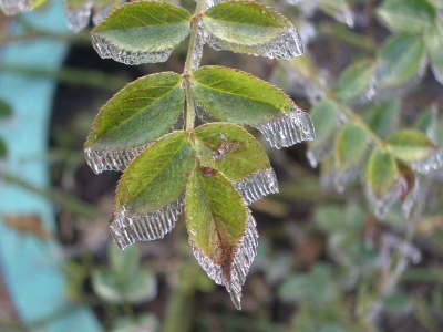 Rosenblätter on ice