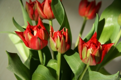 Rot-grüne Tulpen