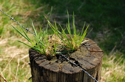 Gras-Schopf