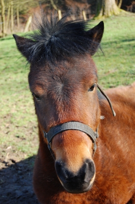 Pony Porträt