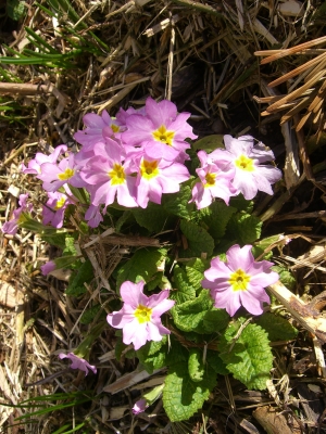 Frühlingserwachen