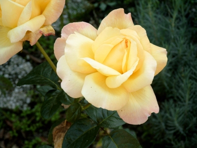 Gelbe Rose im Garten