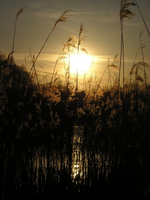 Abend am Weiher (2)