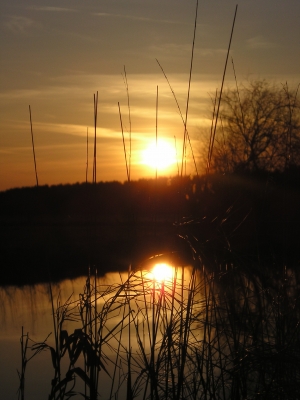 Abend am Weiher (3)