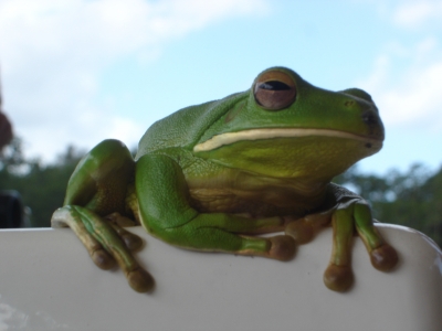 Frosch über Bord