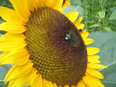 Sonnenblume mit Hummelchen