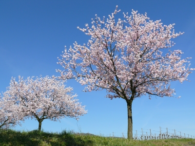 "Mandelblüte 1"