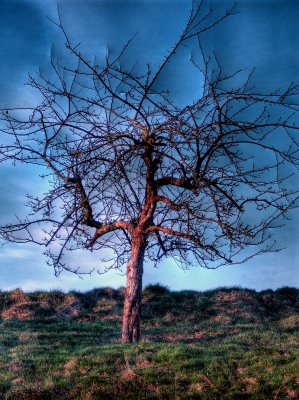 Baum HDR