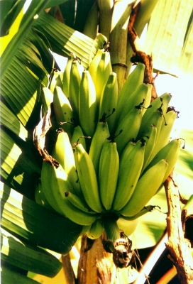 Bananen direkt am Haus
