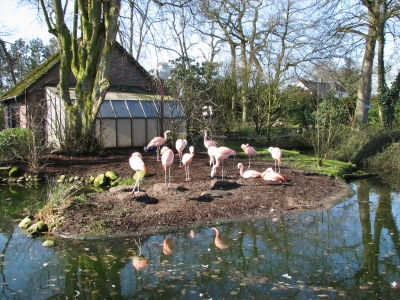 Flamingoinsel