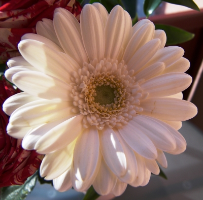 Gerbera